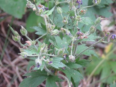 Geranium viscosissimum, photographed by Erin Springinotic
