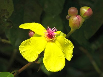 Dillenia excelsa, photographed by Bernard DUPONT