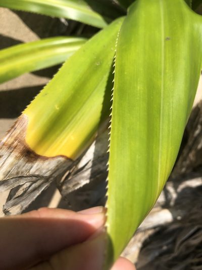 Pandanus dubius, photographed by Joseph Hubbard