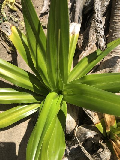 Pandanus dubius, photographed by Joseph Hubbard