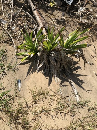 Pandanus dubius, photographed by Joseph Hubbard