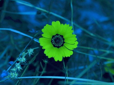 Coreopsis basalis, photographed by Michelle W. （鍾偉瑋）
