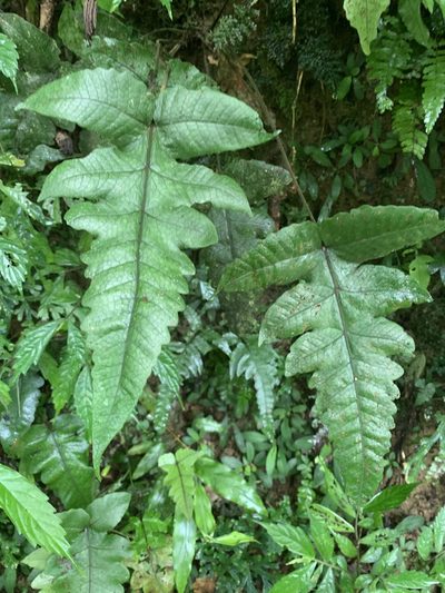 Stegnogramma wilfordii, photographed by 呂一起(Lyu yi-chi)