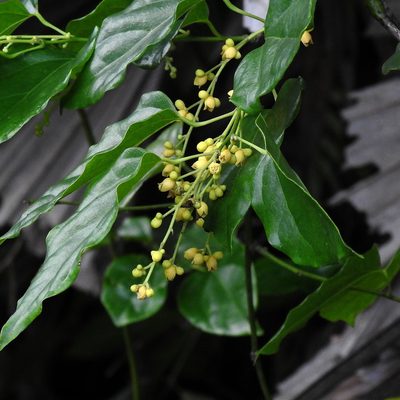 Tiliacora acuminata, photographed by Paulmathi Vinod