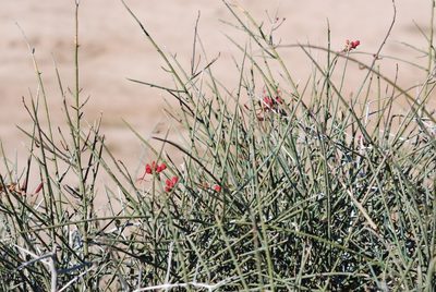 Cadaba aphylla, photographed by Ian Webb