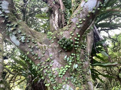 Ficus benguetensis, photographed by 呂一起(Lyu yi-chi)