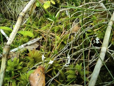 Galium uliginosum, photographed by Valentin Kosterin