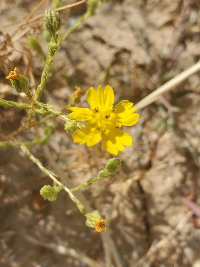 Deinandra pentactis, photographed by Trevor Harding