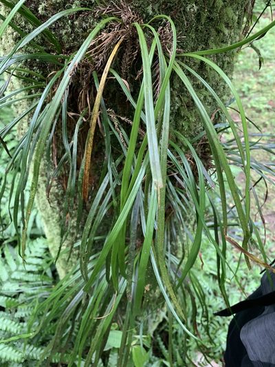 Haplopteris flexuosa, photographed by 呂一起(Lyu yi-chi)