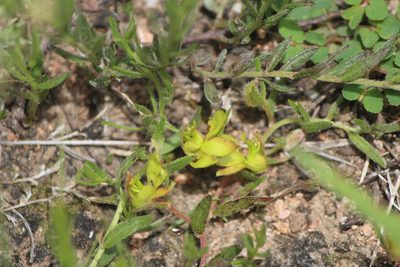 Krameria pauciflora, photographed by José Belem Hernández Díaz