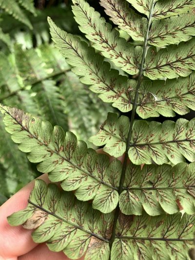 Diplazium doederleinii, photographed by 呂一起(Lyu yi-chi)