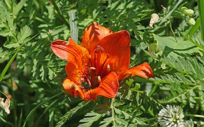 Lilium bulbiferum, photographed by Christoph Moning