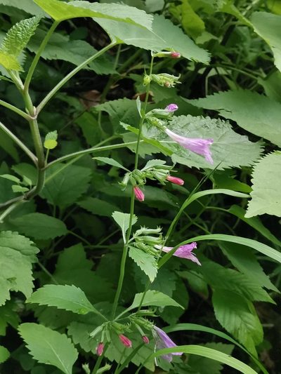 Clinopodium grandiflorum, photographed by Ljaž