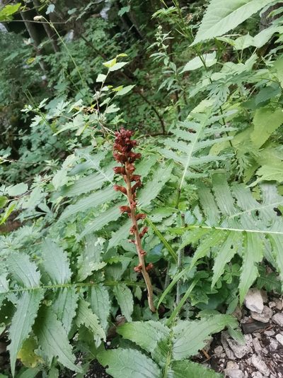 Orobanche reticulata, photographed by Ljaž