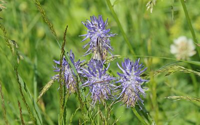 Phyteuma betonicifolium, photographed by Christoph Moning