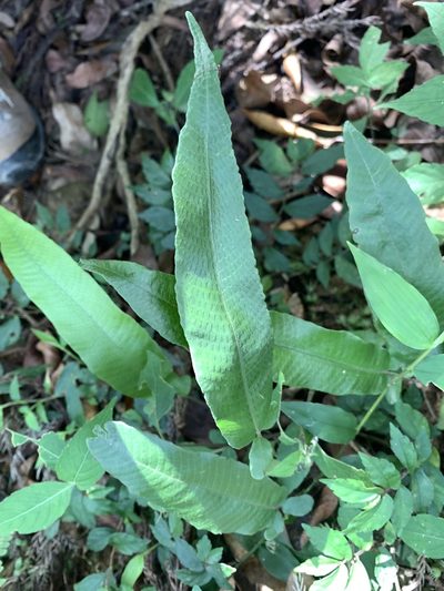 Grypothrix triphylla, photographed by 呂一起(Lyu yi-chi)