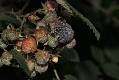 Rubus niveus, photographed by Ramnarayan K