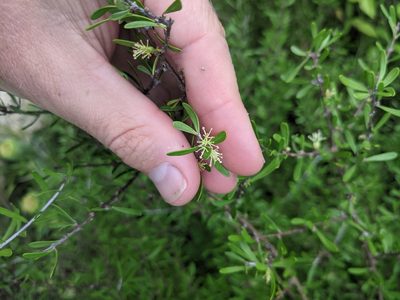 Forestiera angustifolia, photographed by Cleveland Powell