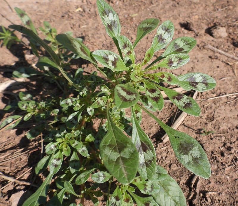 Amaranthus crassipes, photographed by Bob Nieman
