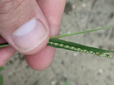 Paspalum setaceum, photographed by Cleveland Powell