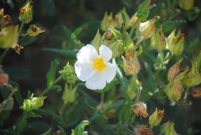 Cistus inflatus, photographed by Daniel Bulnes Roldán