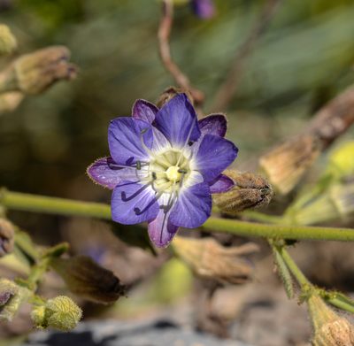 Malesherbia linearifolia, photographed by Nicolás Villaseca Merino