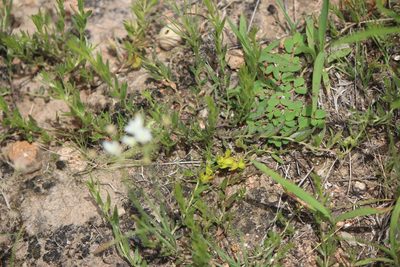 Krameria pauciflora, photographed by José Belem Hernández Díaz