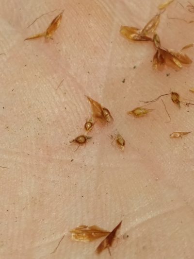 Rhynchospora crinipes, photographed by Scott Ward