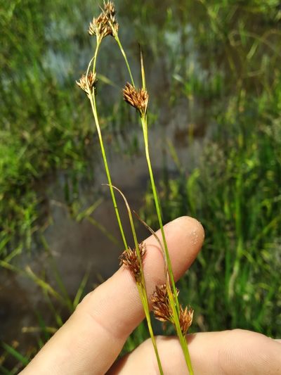 Rhynchospora crinipes, photographed by Scott Ward