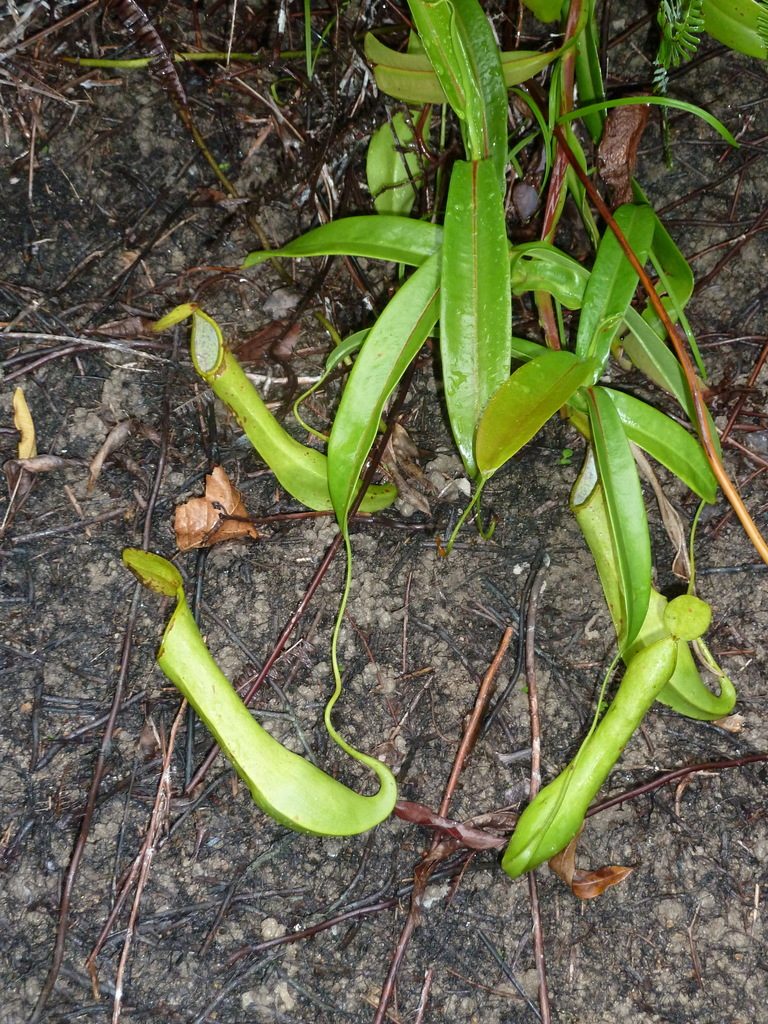 Nepenthes reinwardtiana, photographed by Philipp