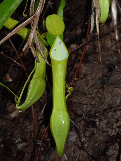 Nepenthes reinwardtiana, photographed by Philipp