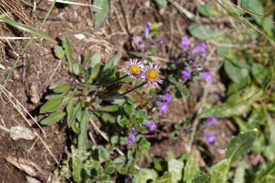 Erigeron alpinus, photographed by Julia Moning