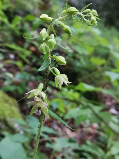 Epipactis muelleri, photographed by Ljaž