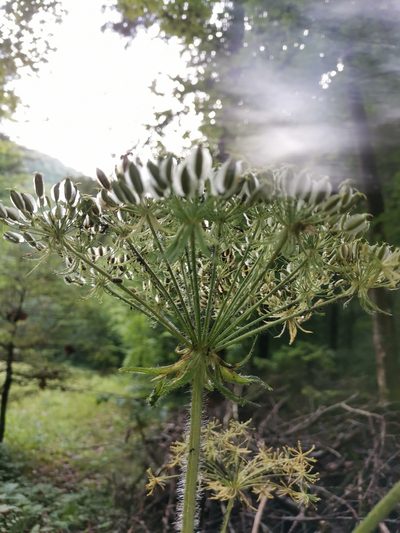 Silphiodaucus hispidus, photographed by Ljaž