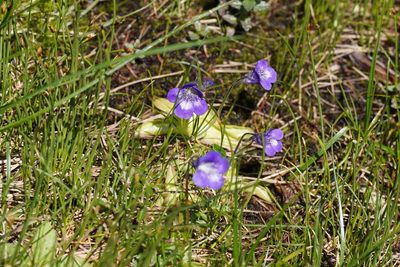 Pinguicula leptoceras, photographed by Julia Moning