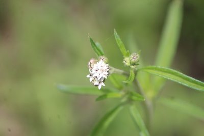 Florestina pedata, photographed by José Belem Hernández Díaz