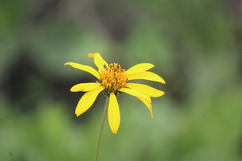 Verbesina longipes, photographed by José Belem Hernández Díaz