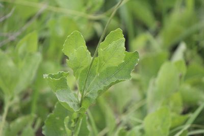 Verbesina longipes, photographed by José Belem Hernández Díaz