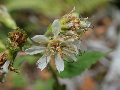 Nabalus alatus, photographed by Nolan Exe