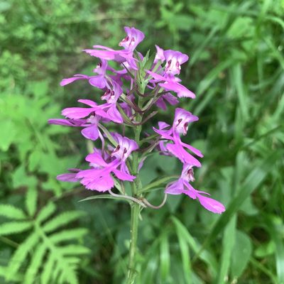 Platanthera peramoena, photographed by Brandon Preston