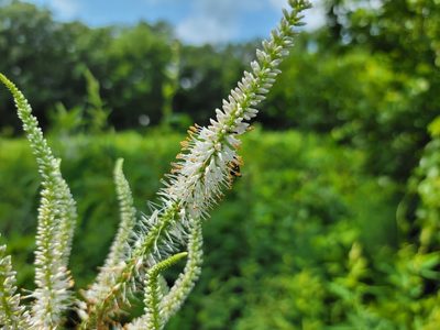 Veronicastrum virginicum, photographed by Elias