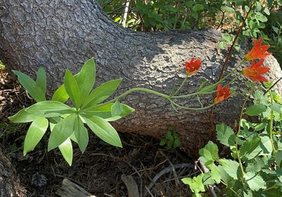 Lilium parvum, photographed by Nancy Overholtz