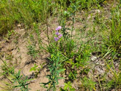 Desmodium sessilifolium, photographed by Elias