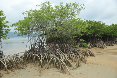 Rhizophora apiculata, photographed by Philipp
