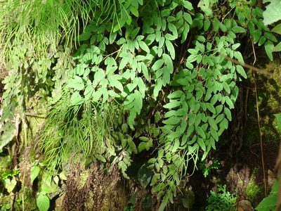 Llavea cordifolia, photographed by Alexis López Hernández