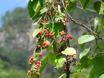 Cissampelos pareira, photographed by Alexis López Hernández