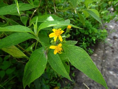 Lasianthaea fruticosa, photographed by Alexis López Hernández