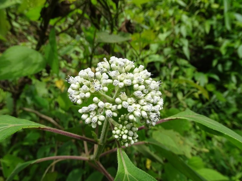 Clibadium arboreum, photographed by Alexis López Hernández
