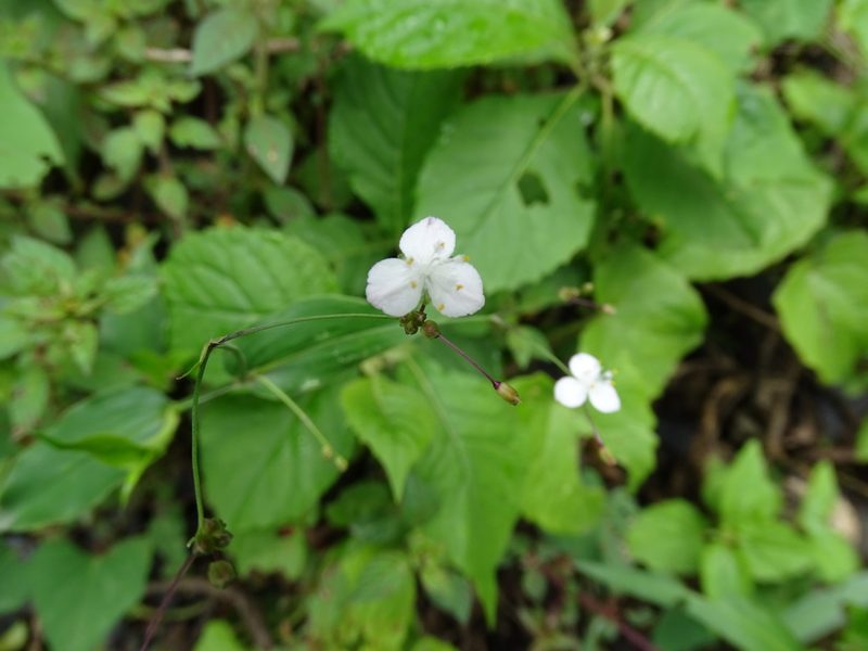Gibasis pellucida, photographed by Alexis López Hernández