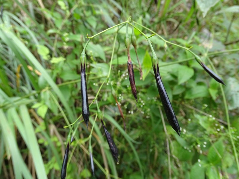 Lisianthius nigrescens, photographed by Alexis López Hernández